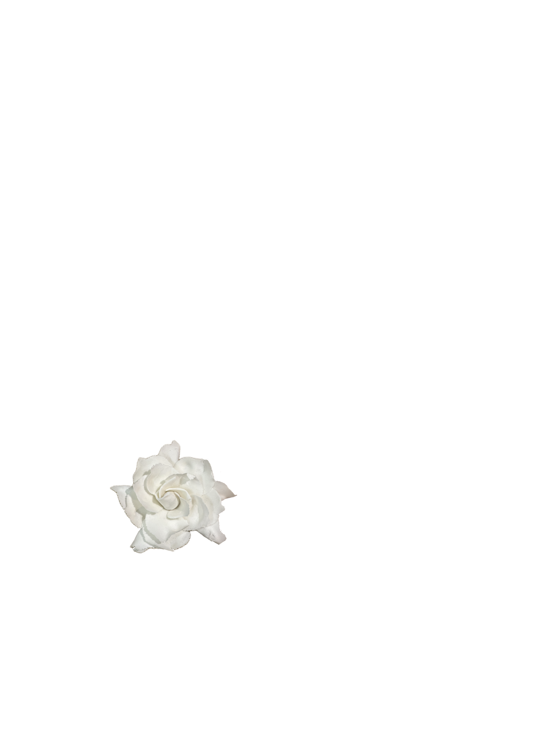 Gardenia_1