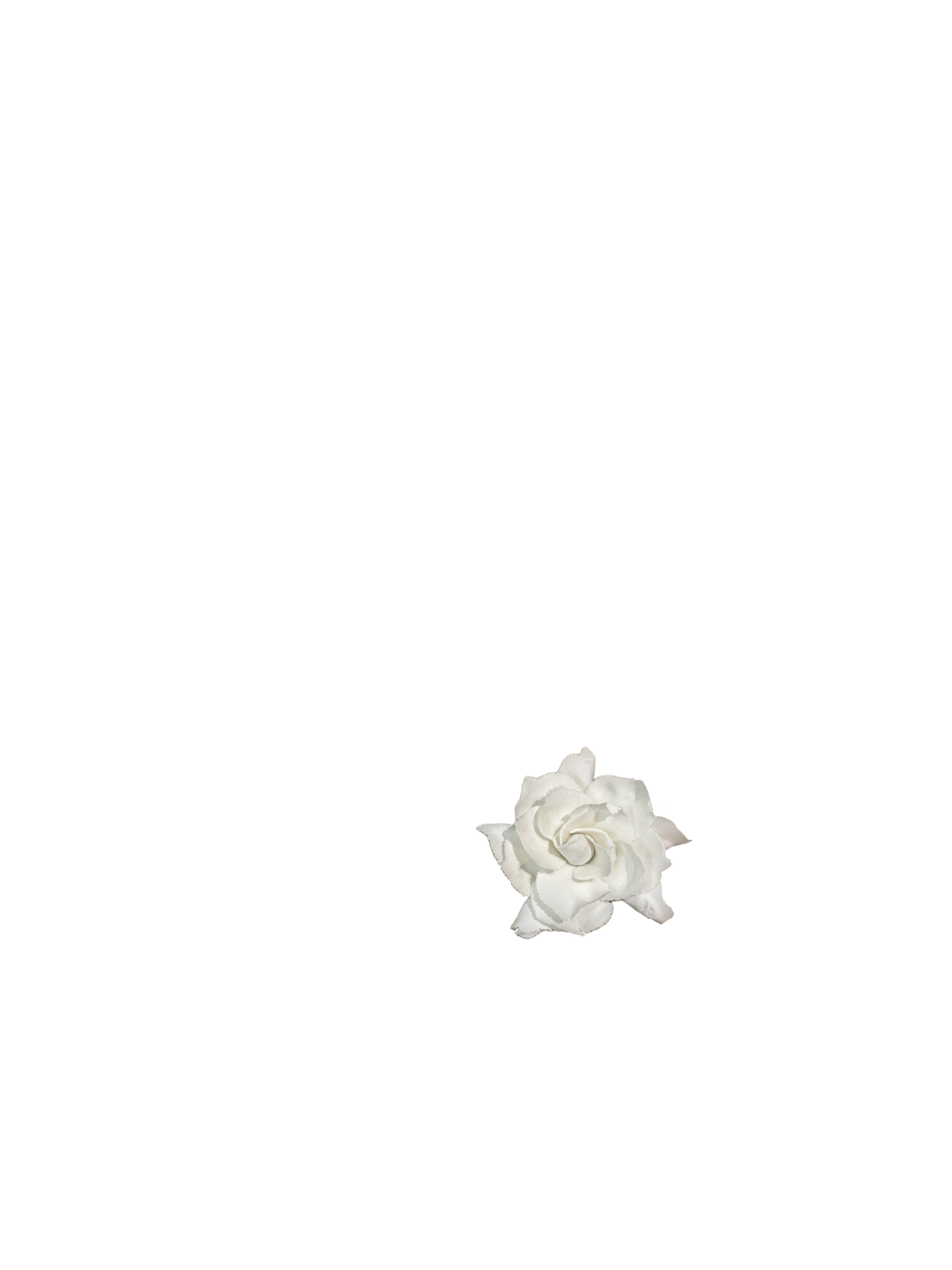 Gardenia_2