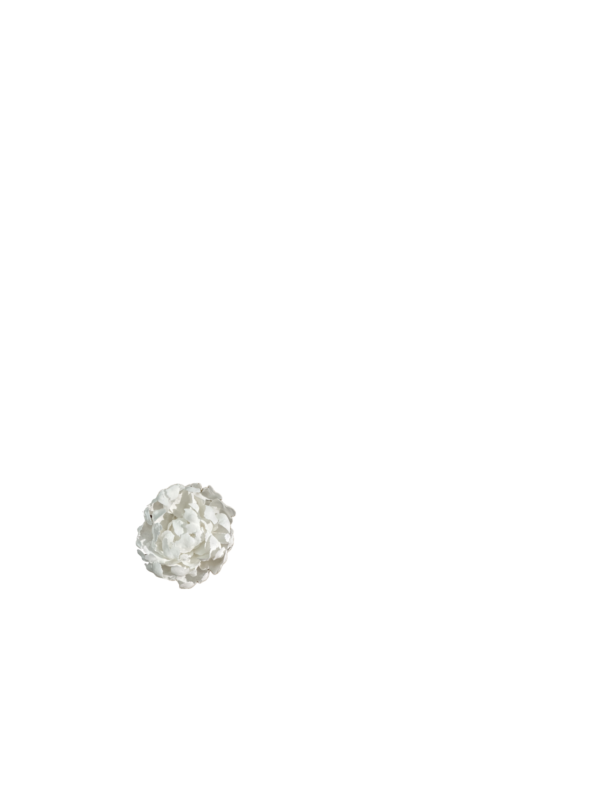 Peonia_1