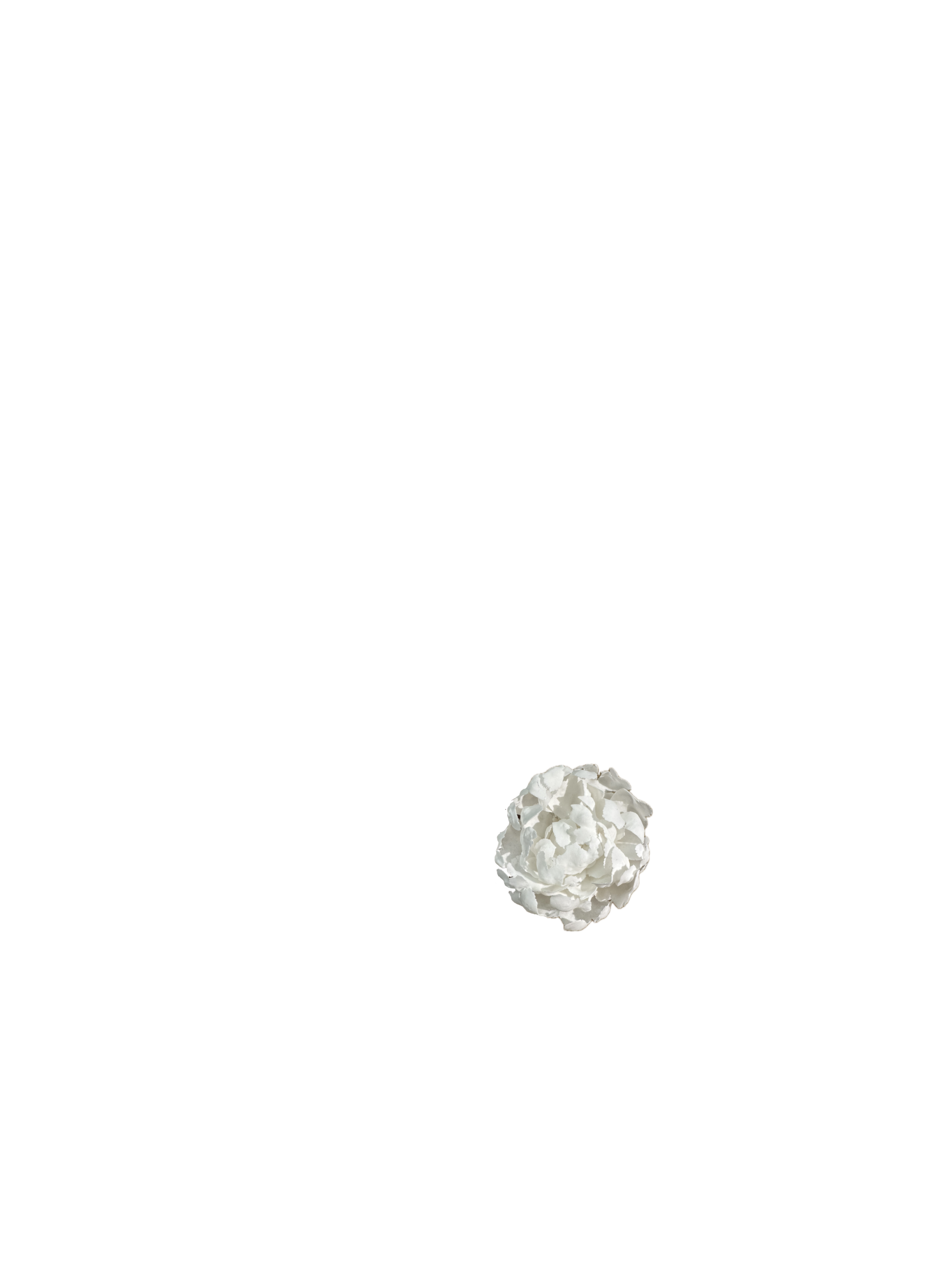 Peonia_2