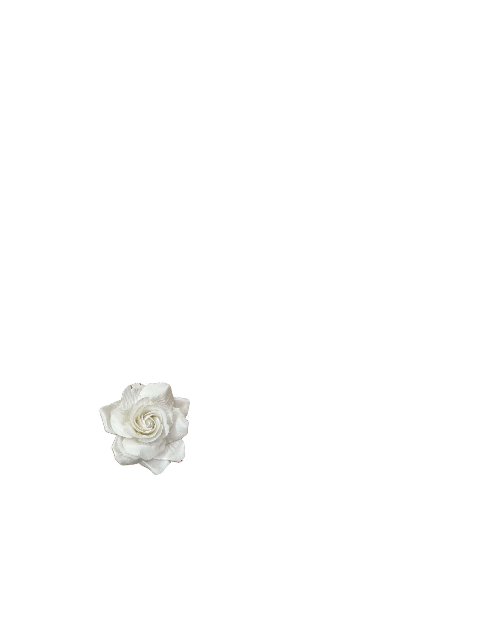 Rosa_1