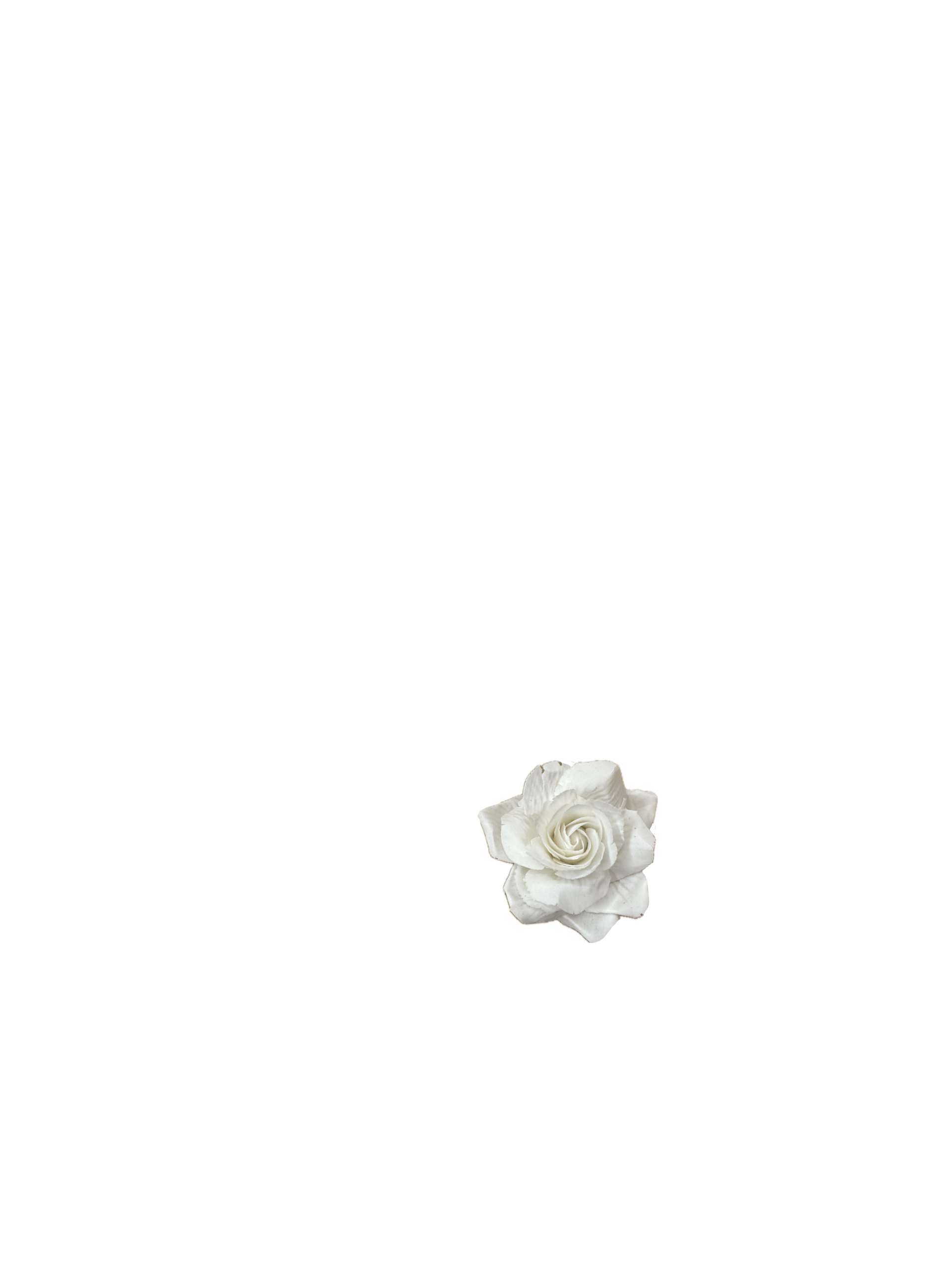 Rosa_2
