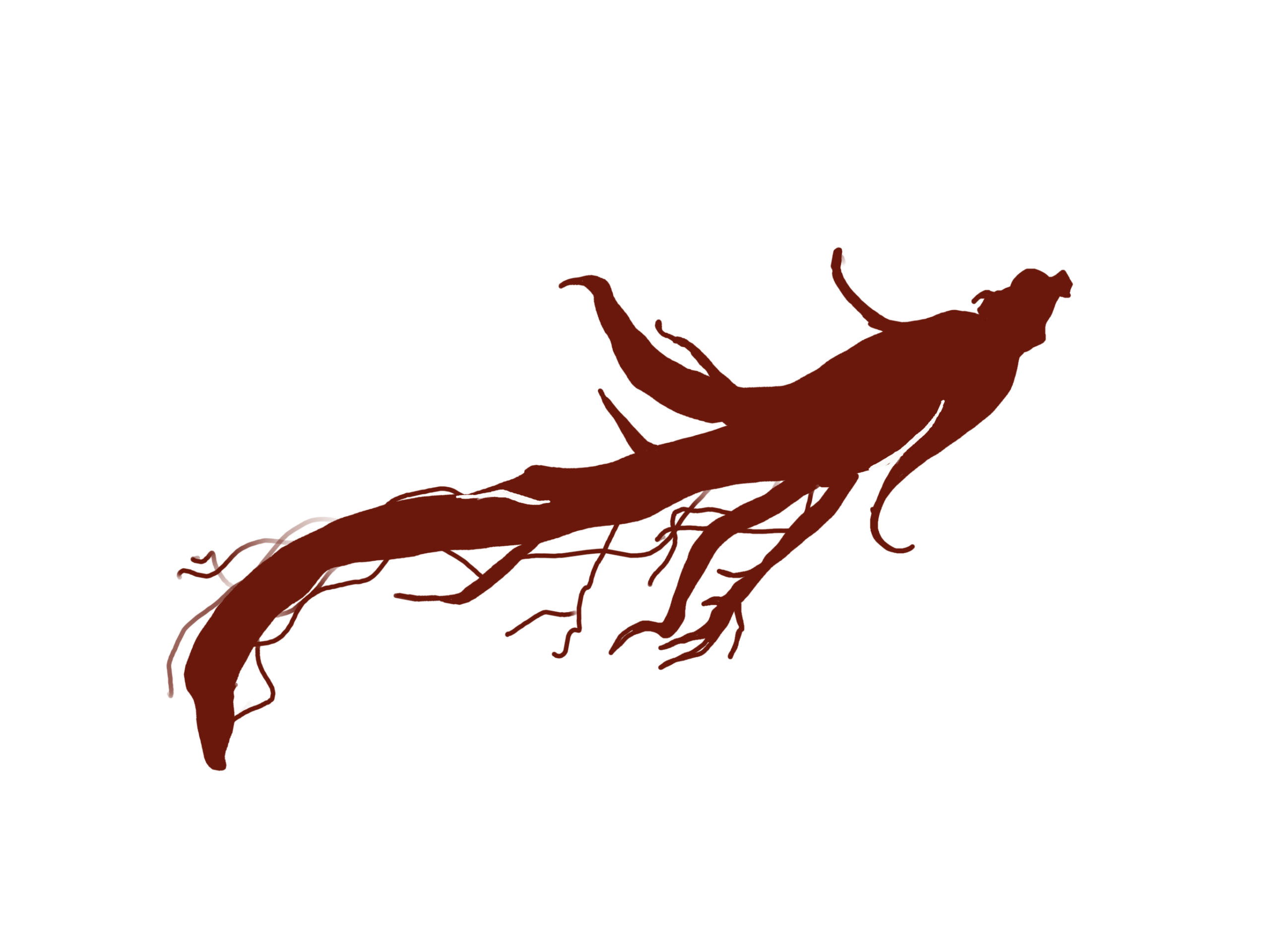 Ginseng Panax