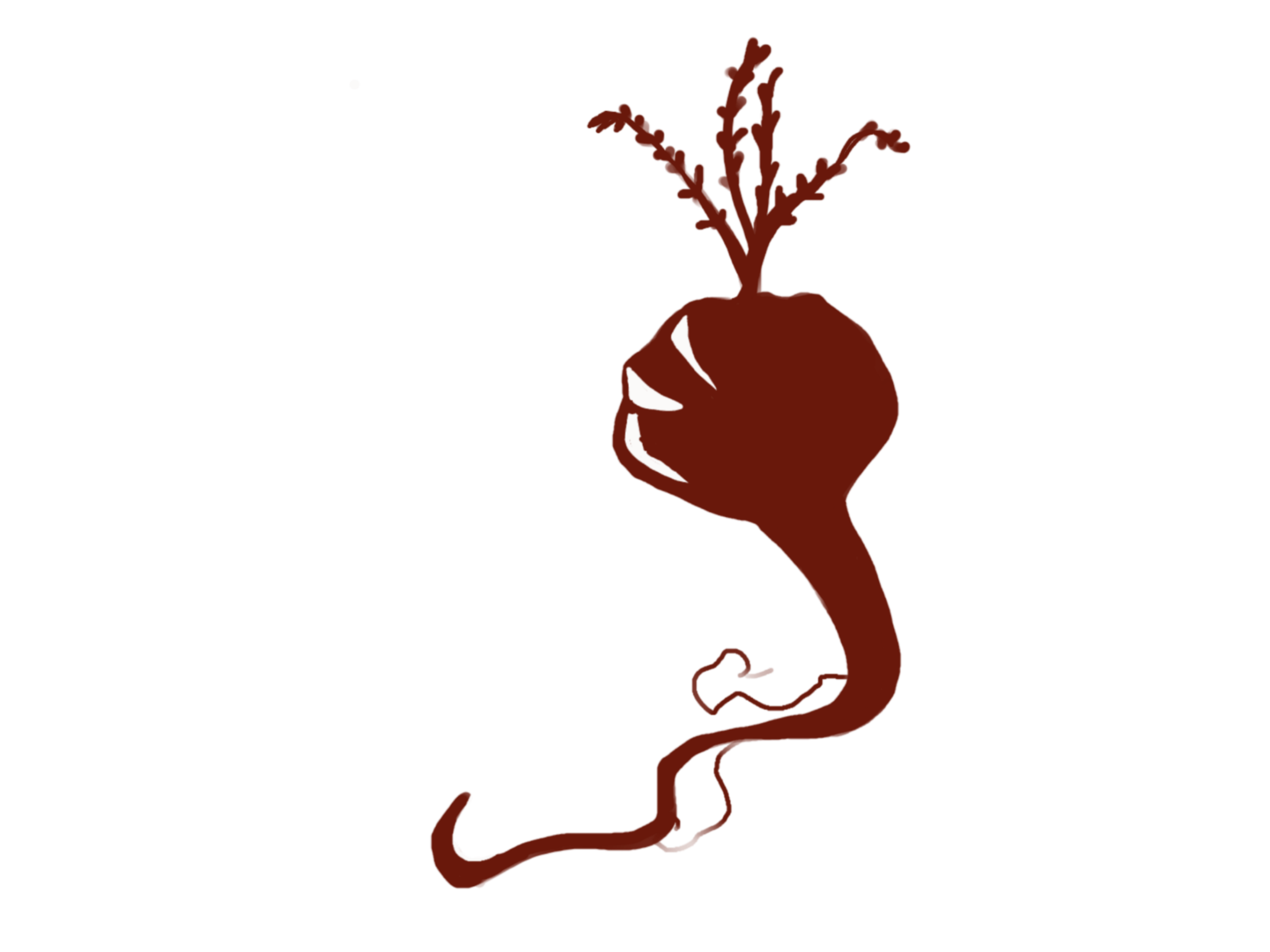 Maca Negra